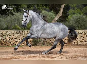 Andaluces, Semental, 7 años, 162 cm, Tordo