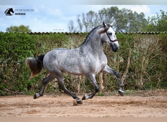 Andaluces, Semental, 7 años, 162 cm, Tordo