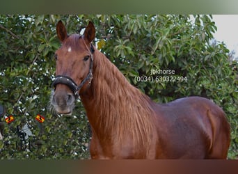 Andaluces, Semental, 7 años, 163 cm, Alazán