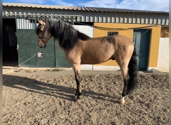 Andaluces, Semental, 7 años, 165 cm, Bayo