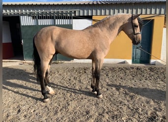 Andaluces, Semental, 7 años, 165 cm, Bayo