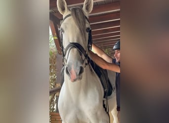 Andaluces, Semental, 7 años, 165 cm, White/Blanco