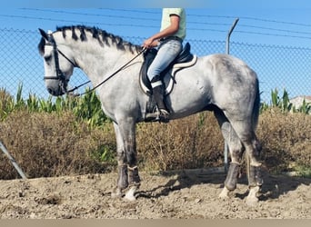 Andaluces, Semental, 7 años, 167 cm, Tordo