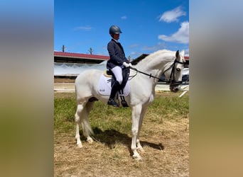 Andaluces, Semental, 7 años, 168 cm, White/Blanco