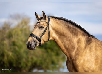 Andaluces, Semental, 7 años, 172 cm, Buckskin/Bayo