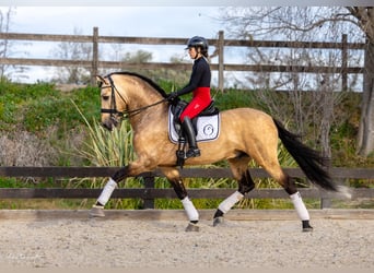 Andaluces, Semental, 7 años, 172 cm, Buckskin/Bayo