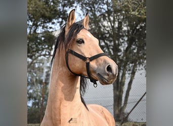 Andaluces, Semental, 8 años, 158 cm, Bayo