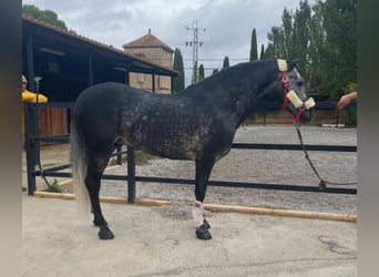 Andaluces, Semental, 8 años, 159 cm, Tordo rodado