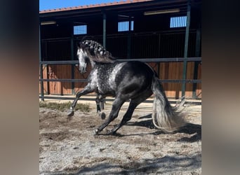 Andaluces, Semental, 8 años, 159 cm, Tordo rodado