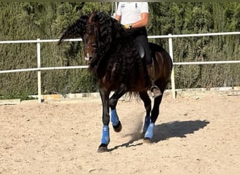 Andaluces, Semental, 8 años, 163 cm, Castaño oscuro