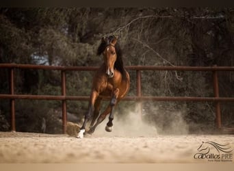 Andaluces, Semental, 8 años, 168 cm, Castaño