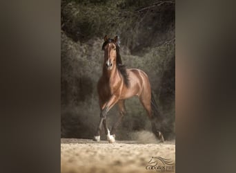 Andaluces, Semental, 8 años, 168 cm, Castaño