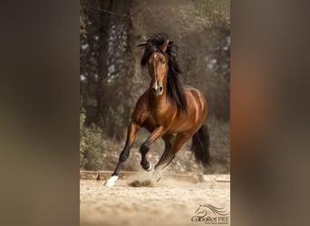 Andaluces, Semental, 8 años, 168 cm, Castaño