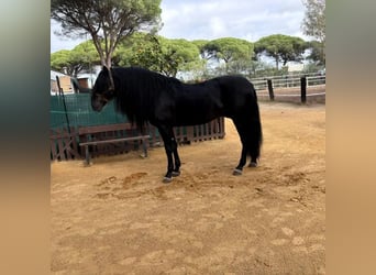 Andaluces, Semental, 8 años, 169 cm