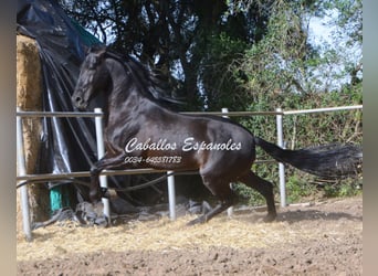 Andaluces, Semental, 9 años, 158 cm, Negro