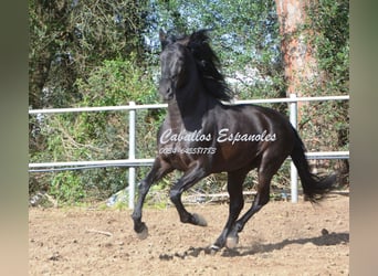 Andaluces, Semental, 9 años, 158 cm, Negro