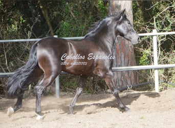 Andaluces, Semental, 9 años, 158 cm, Negro