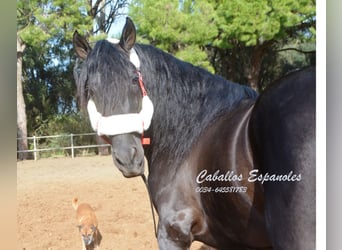 Andaluces, Semental, 9 años, 158 cm, Negro