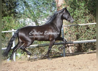 Andaluces, Semental, 9 años, 158 cm, Negro