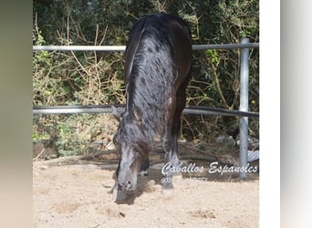 Andaluces, Semental, 9 años, 158 cm, Negro