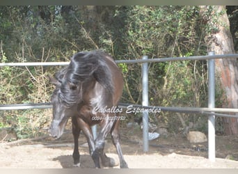 Andaluces, Semental, 9 años, 158 cm, Negro