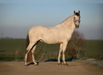 Andaluces Mestizo, Semental, 9 años, 161 cm, Tordo picazo