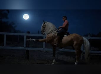 Andaluces, Semental, 9 años, 167 cm, Palomino