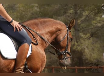 Andaluces, Semental, 9 años, 168 cm, Castaño