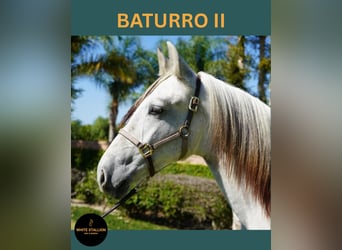 Andaluces, Semental, Potro (02/2025), 142 cm, White/Blanco