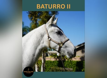 Andaluces, Semental, Potro (02/2025), 142 cm, White/Blanco