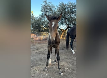 Andaluces, Semental, Potro (05/2023), 156 cm, Buckskin/Bayo