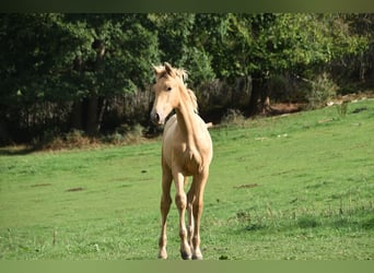 Andaluces, Semental, Potro (04/2026), 165 cm, Perla