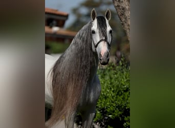 Andaluces, Semental, 13 años, 163 cm, Tordo