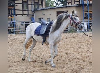Andaluces, Yegua, 10 años, 148 cm, Tordo