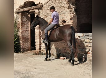 Andaluces, Yegua, 10 años, 152 cm, Negro