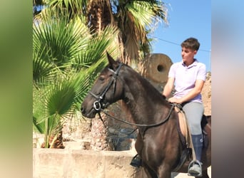 Andaluces, Yegua, 10 años, 152 cm, Negro