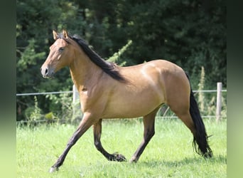 Andaluces, Yegua, 10 años, 155 cm, Castaño