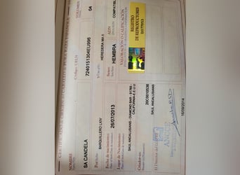 Andaluces, Yegua, 10 años, 157 cm, White/Blanco