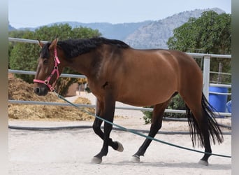 Andaluces, Yegua, 10 años, 160 cm, Castaño