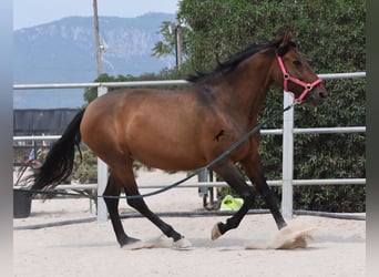 Andaluces, Yegua, 10 años, 160 cm, Castaño