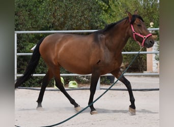 Andaluces, Yegua, 10 años, 160 cm, Castaño