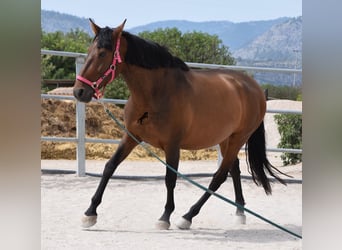 Andaluces, Yegua, 10 años, 160 cm, Castaño