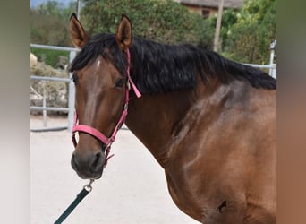 Andaluces, Yegua, 10 años, 160 cm, Castaño