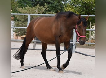 Andaluces, Yegua, 10 años, 160 cm, Castaño