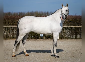 Andaluces, Yegua, 10 años, 162 cm, Tordo
