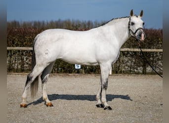 Andaluces, Yegua, 10 años, 162 cm, Tordo