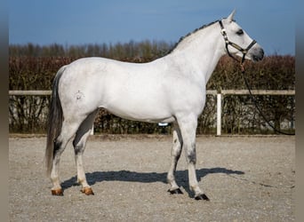 Andaluces, Yegua, 10 años, 162 cm, Tordo