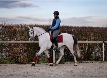 Andaluces, Yegua, 10 años, 162 cm, Tordo