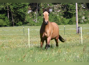 Andaluces, Yegua, 10 años, 165 cm, Buckskin/Bayo
