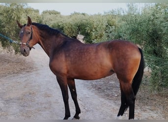 Andaluces, Yegua, 11 años, 156 cm, Castaño